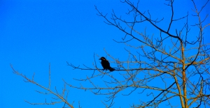 The-Crow